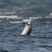 A wild show of dolphins! (and not in seaworld)