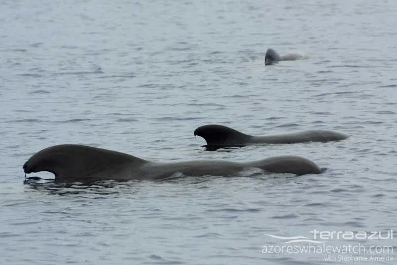 Pilot Whale 