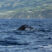 Sperm Whales and Pilot Whales