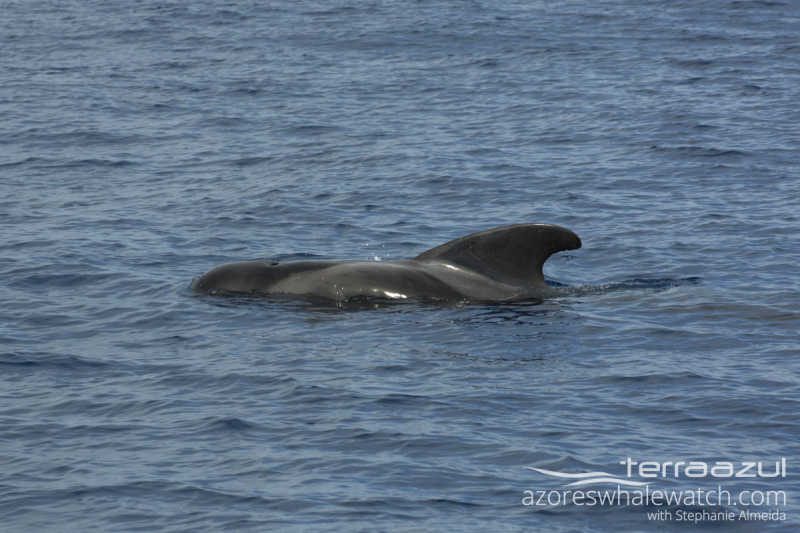 Short - finned Pilot Whale/Globicephala macrorhynchus