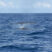 Fin Whales are still around!