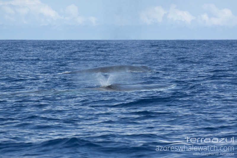 Fin Whales/Balaenoptera physalus