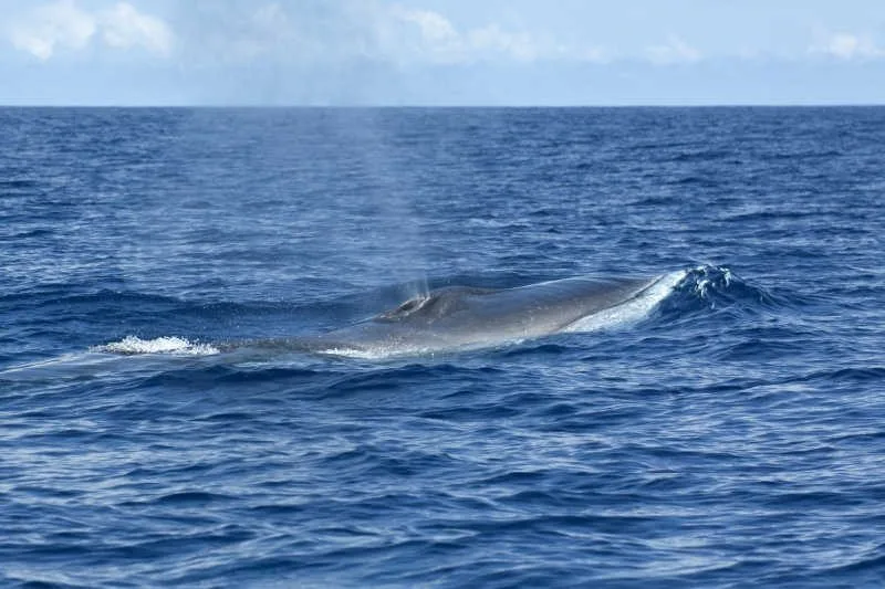 Fin Whale/Balaenoptera physalus
