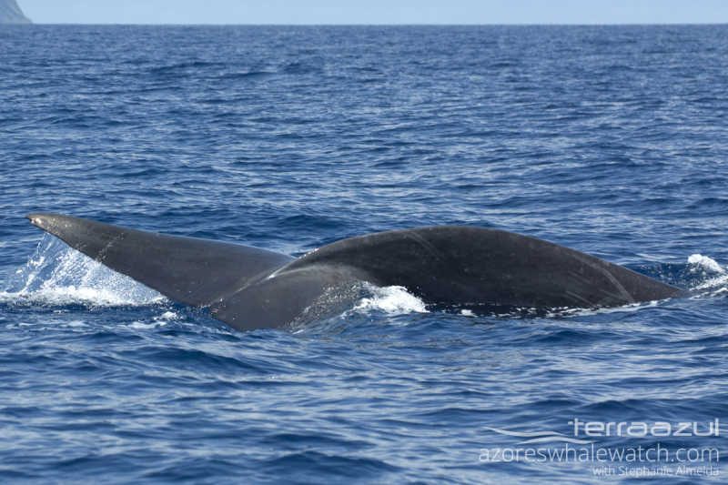 Fin Whale/Balaenoptera physalus