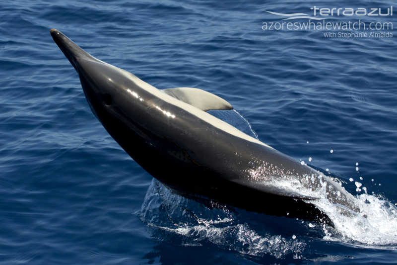 Common Dolphin/Delphinus delphis