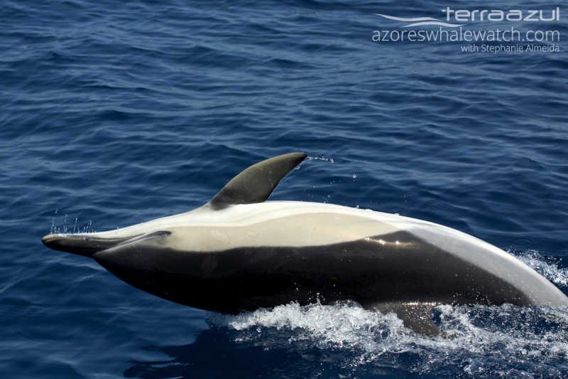 Common Dolphin/Delphinus delphis