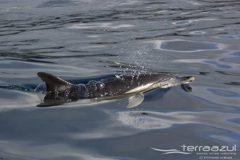 TERRA_AZUL_3_APRIL_2015_002_SA_t