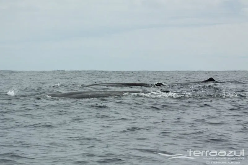 TERRA_AZUL_3_APRIL_2015_010_SA_t