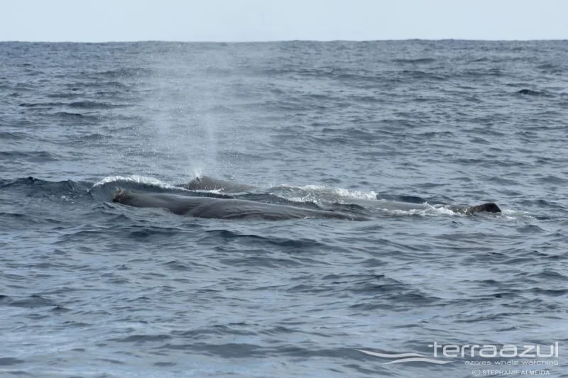 TERRA_AZUL_3_APRIL_2015_036_SA_t