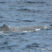 Sperm Whales sighted!