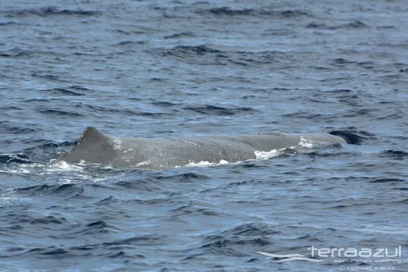 TERRA_AZUL_3_APRIL_2015_041_SA_t