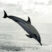 Common Dolphins, Spotted Dolphins and Beaked Whales on 3rd of November!