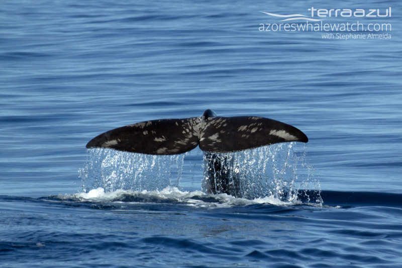 Sperm Whale/Physeter macrocephalus