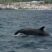 False Killer whales, the cousins of earlier this week!