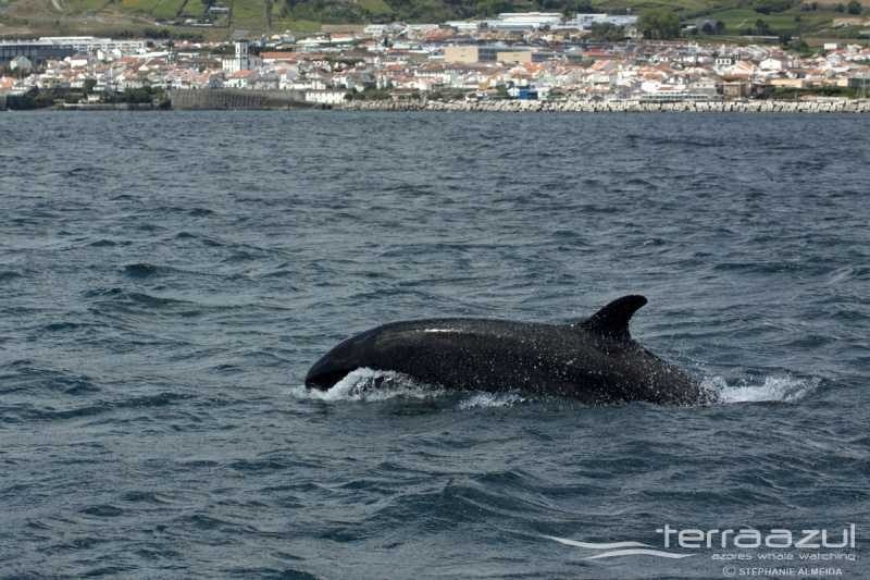 False Killer Whale/Pseudorca crassidens