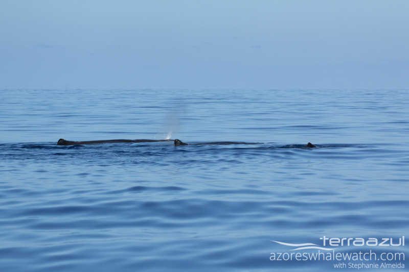 Sperm Whale/Physeter macrocephalus