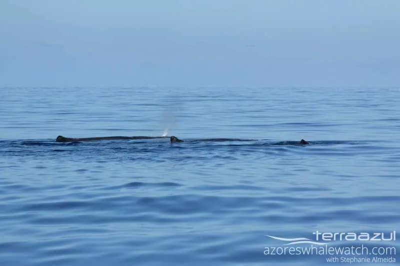 Sperm Whale/Physeter macrocephalus