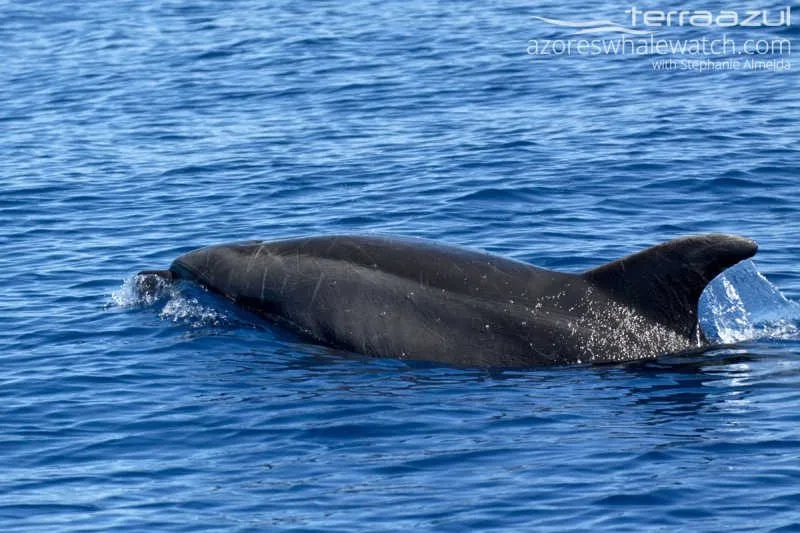 Bottlenose Dolphin/Tursiops truncatus