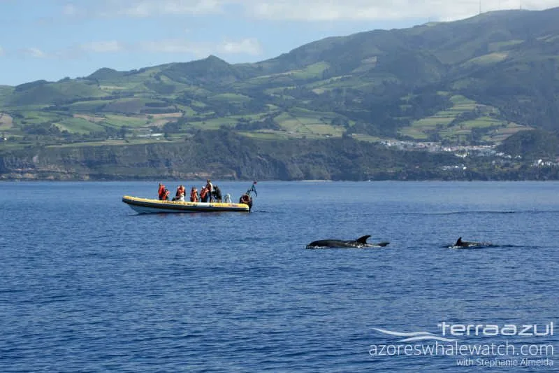 Bottlenose Dolphin/Tursiops truncatus