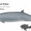 True’s Beaked Whale