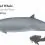 True’s Beaked Whale