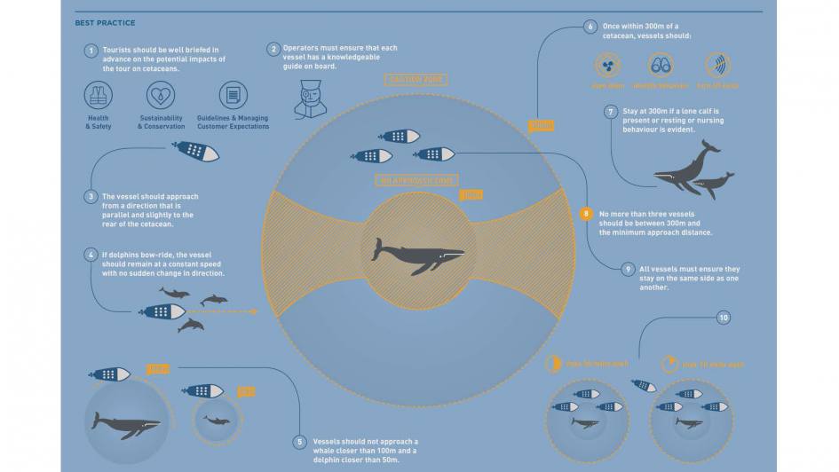 Picture of Moving towards sustainable practices for Whale Watching in Azores ...