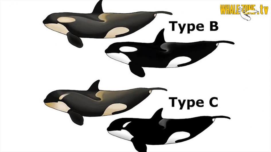 What are the different ecotypes of orcas? WHALEZONE.TV S03 E03
