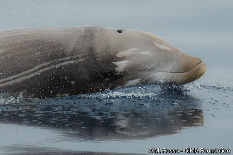 Humpback whale fact sheet - Azores Whales