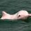 Dolphin day !!!