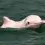 Dolphin day !!!