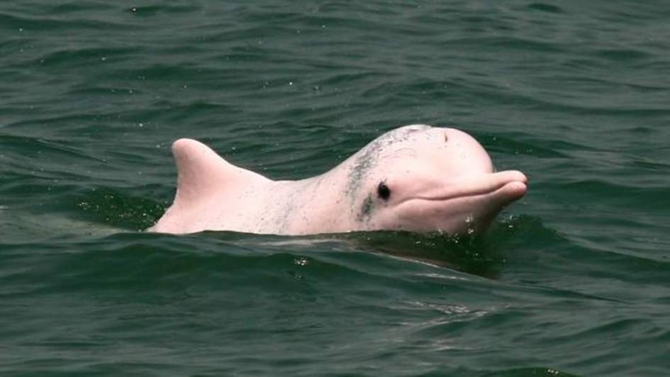 Dolphin Day Azores Whale Watching Terra Azul