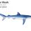Blue Shark
