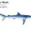 Blue Shark
