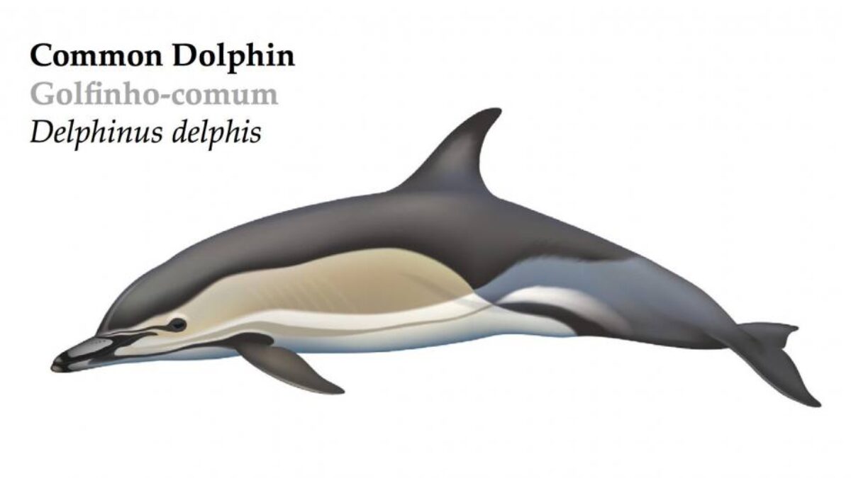 Common Dolphin - The power swimmer | Azores Whale Watching TERRA