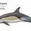Common Dolphin – The power swimmer