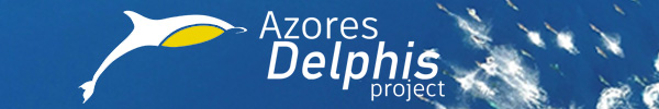 Scientific Research - Dolphins
