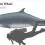 Dwarf Sperm Whale
