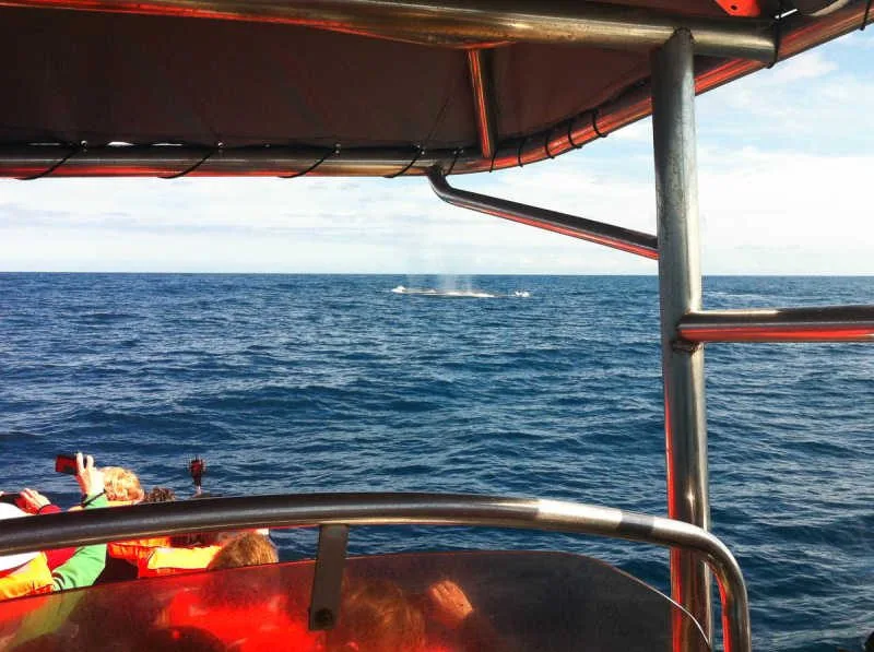 Blue Whale Blow by Miguel Cravinho