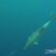 Dolphins underwater !