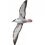 Great Shearwater