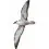 Great Shearwater