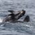False Killer Whales today!!!