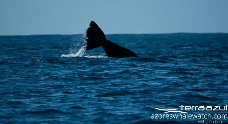 used on the 28/03/21