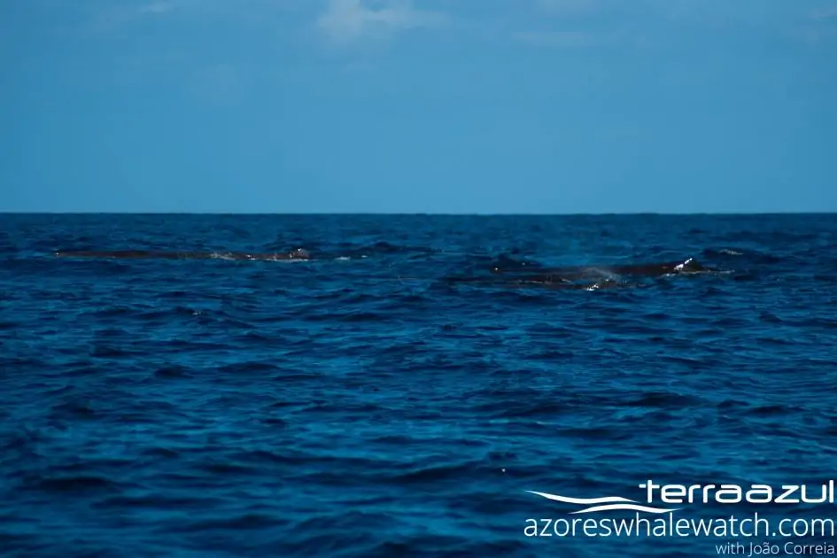 used on the 28/03/21