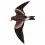Leach’s Storm Petrel