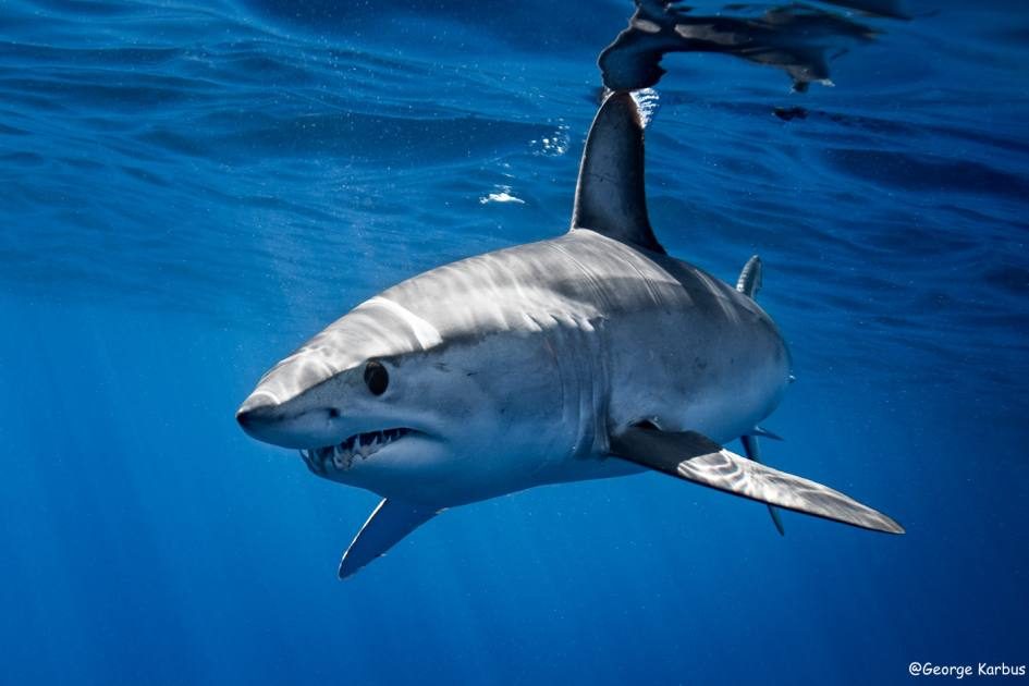 Shortfin Mako Shark Azores Whale Watching TERRA AZUL 