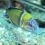 TOP 10 Fish to discover in the Azores