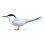 Roseate Tern