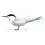 Roseate Tern