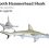Smooth Hammerhead Shark